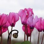 Ciclamini in vaso con foglie verdi, evidenziando il metodo di irrigazione corretto.