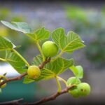 Fico potato in un giardino, mostrare rami sani e frutti in fase di crescita.