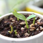 Fertilizzante naturale per piante, con ingredienti organici, ideale per una crescita rapida e sana.