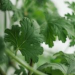 Pianta aromatica in vaso su una terrazza, ideale per allontanare le zanzare e profumare l'ambiente primaverile.