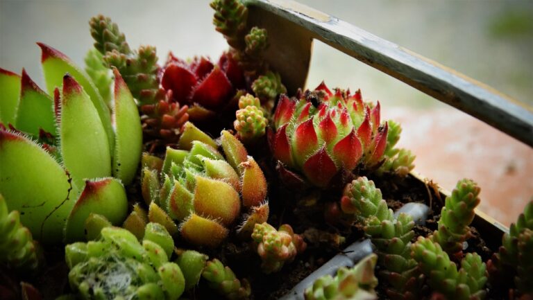 Come potenziare la crescita delle tue piante grasse: ecco il segreto dell'acqua con ghiaccio