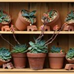 Piante grasse ben curate in un ambiente luminoso, pronte per una crescita sana e rigogliosa.