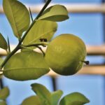 Foglie di limone ingiallite con scarto di cucina in primo piano, suggerendo soluzioni naturali.