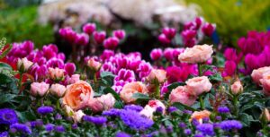Rose colorate in un giardino fiorito, con foglie verdi e un cielo sereno in inverno.