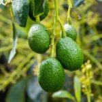 Seme di avocado piantato in un vaso con terra, pronto per germogliare.