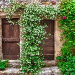 Gelsomino in fioritura, circondato da piante da evitare per una crescita sana.