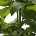 Basilico fresco in vaso, con rami verdi e foglie rigogliose pronte per essere potate.