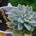 Macchia bianca su pianta grassa, segnale di eccesso d'acqua o malattia.