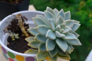 Macchia bianca su pianta grassa, segnale di eccesso d'acqua o malattia.