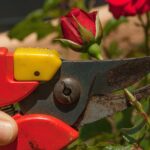 Potatura di febbraio: errore comune che compromette la fioritura delle rose.