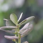 Talee di Albero di Giada pronte per la propagazione, con foglie verdi e sane su sfondo neutro.