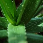Foglia di Aloe Vera staccata con cura, pronta per essere utilizzata.