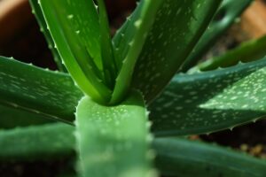 Foglia di Aloe Vera staccata con cura, pronta per essere utilizzata.