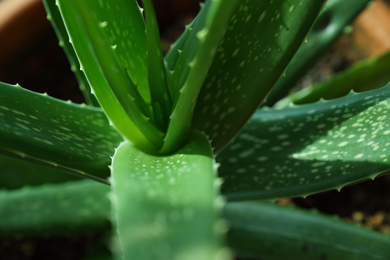 Foglia di Aloe Vera staccata con cura, pronta per essere utilizzata.