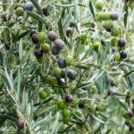 Ulivo carico di olive mature, simbolo di una raccolta abbondante e cura semplice delle piante.