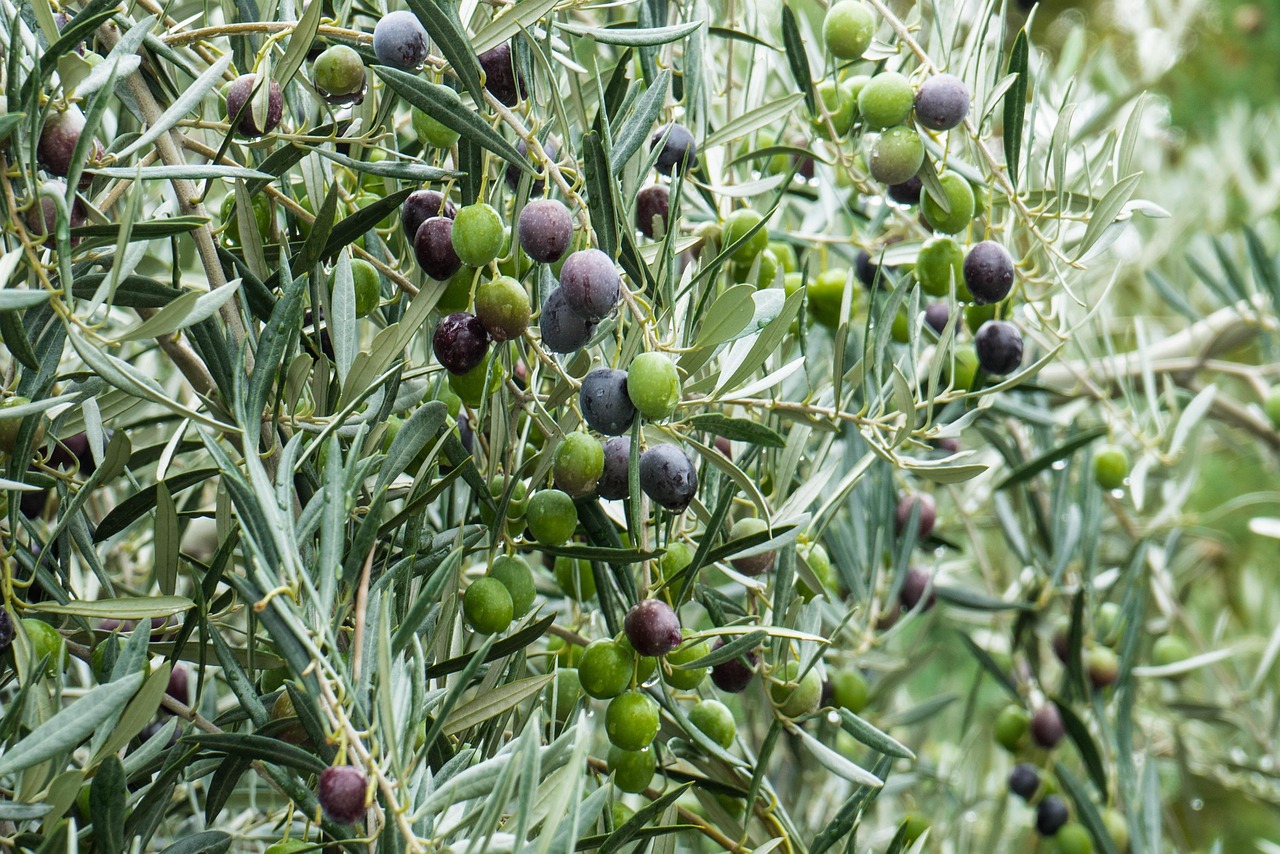 Ulivo carico di olive mature, simbolo di una raccolta abbondante e cura semplice delle piante.