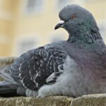Piccione su un balcone con sfondo di piante verdi e un colore di sfondo che lo allontana naturalmente.