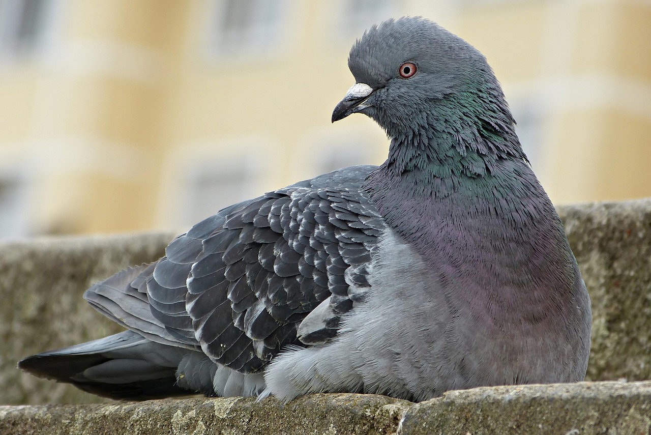 Piccione su un balcone con sfondo di piante verdi e un colore di sfondo che lo allontana naturalmente.