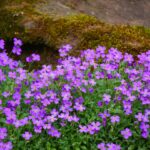 Perenni basse colorate che abbelliscono un bordo fiorito, creando un'oasi verde e rigogliosa.