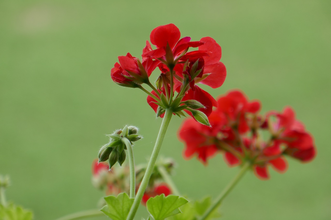 Gerani in fiore con tecniche di potatura e cura per una fioritura rigogliosa e duratura.
