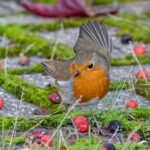 Pettirosso nel giardino, attratto da cibo e riparo, pronto a tornare ogni mattina.