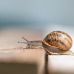Lumaca su un giardino con foglie verdi, simbolo di metodi naturali per il controllo dei parassiti.