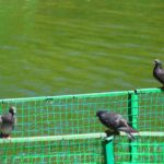 Immagine di un giardino con colori vivaci per allontanare i piccioni senza danneggiare altre specie.