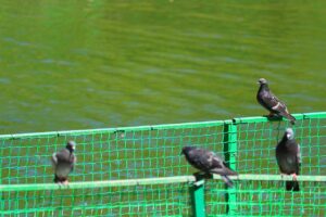 Immagine di un giardino con colori vivaci per allontanare i piccioni senza danneggiare altre specie.