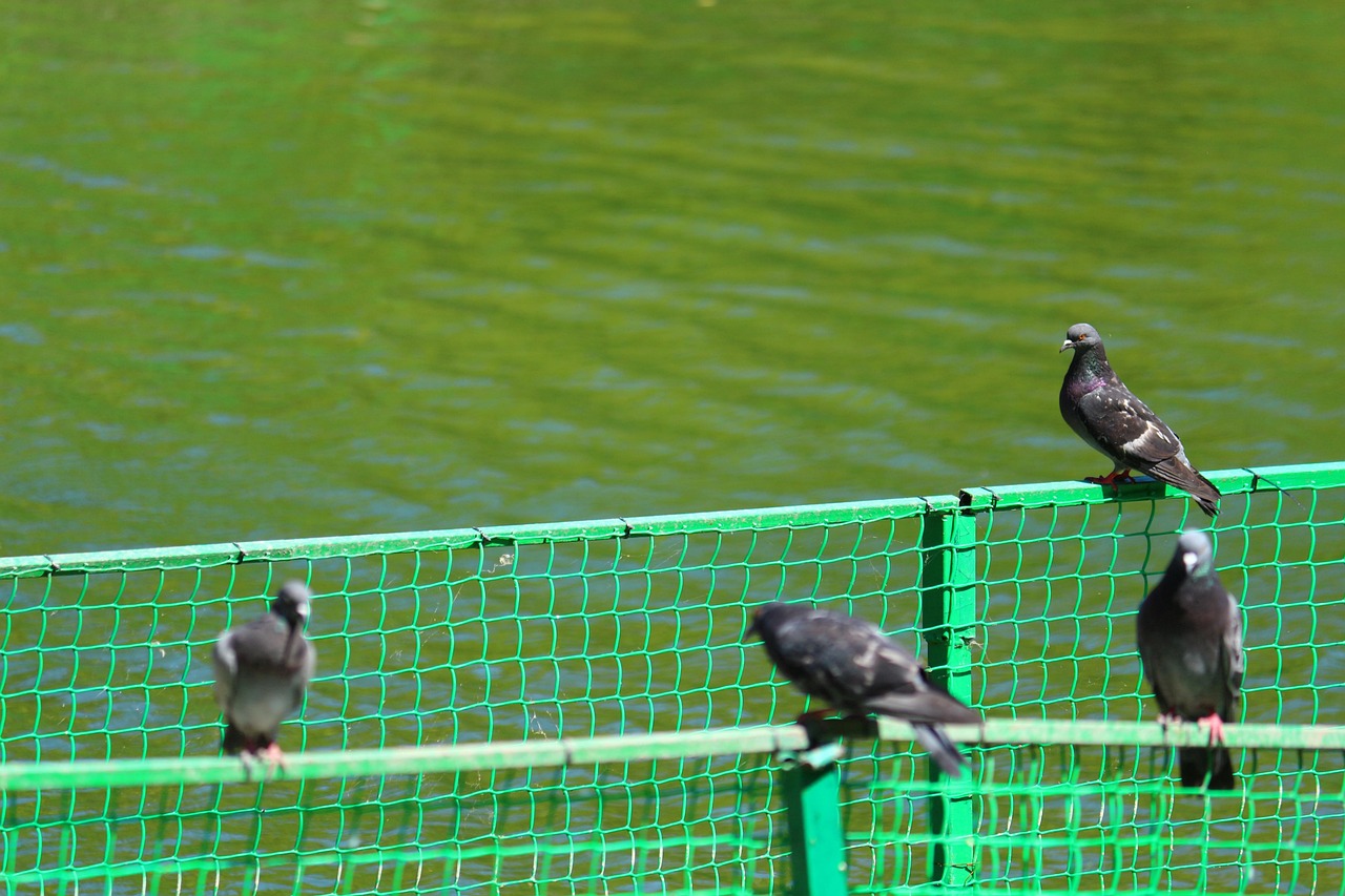 Immagine di un giardino con colori vivaci per allontanare i piccioni senza danneggiare altre specie.