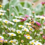 Fiori colorati nel giardino attraggono farfalle, creando un ambiente vivace e naturale.
