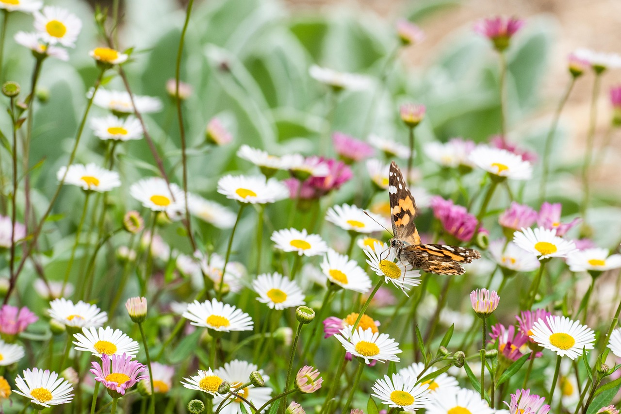 Fiori colorati nel giardino attraggono farfalle, creando un ambiente vivace e naturale.