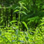 Spray all'ortica in un flacone, ideale per un pesticida biologico fai-da-te.