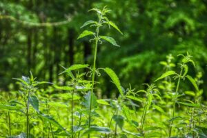 Spray all'ortica in un flacone, ideale per un pesticida biologico fai-da-te.