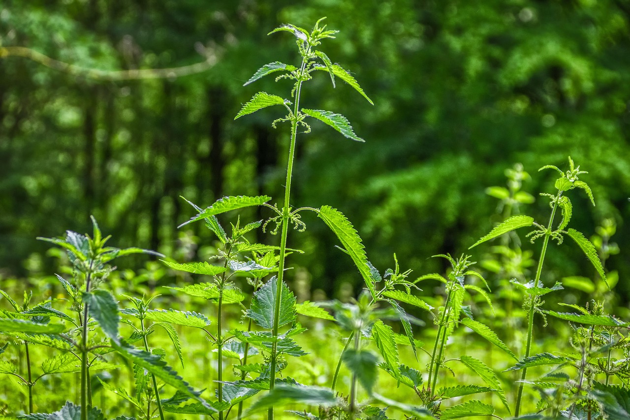 Spray all'ortica in un flacone, ideale per un pesticida biologico fai-da-te.