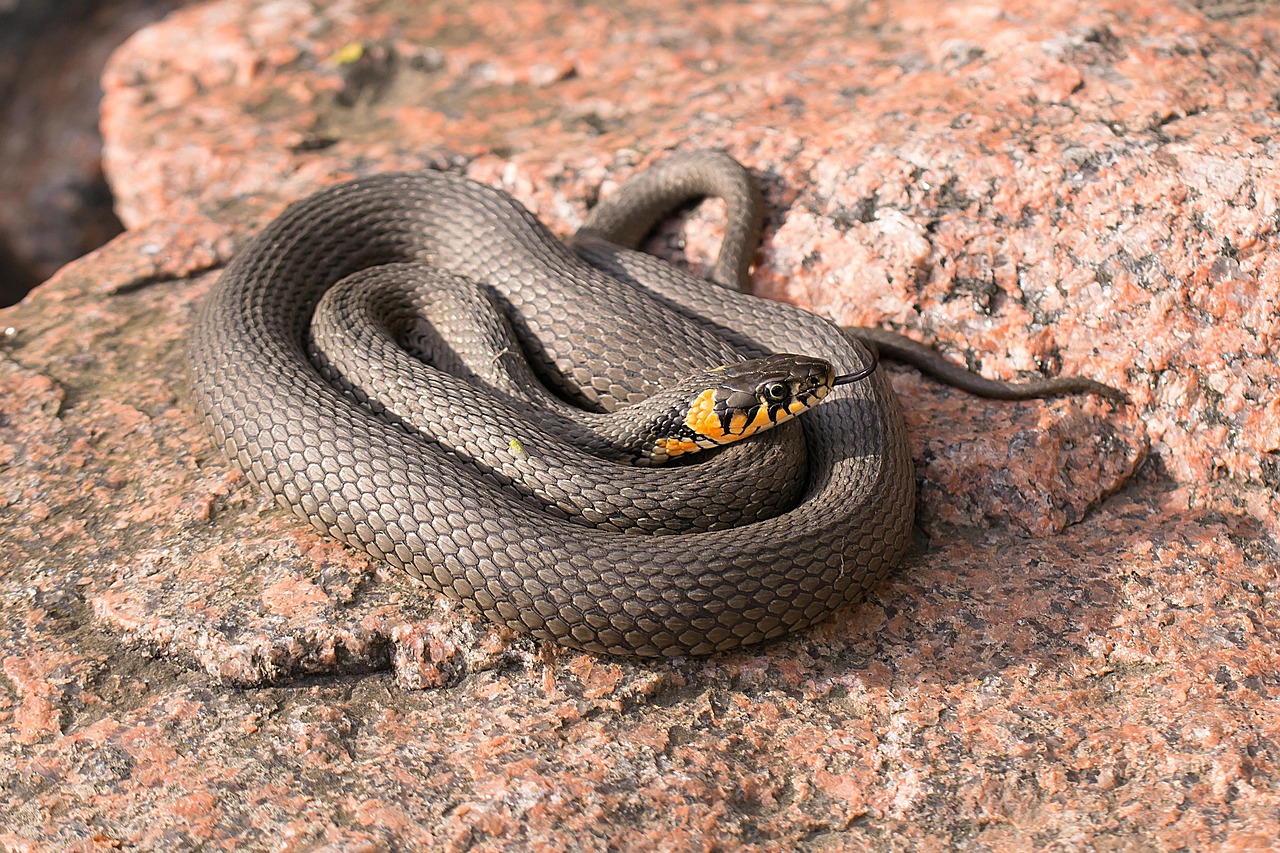 Giardino con piante e segnale di avvertimento per allontanare i serpenti in modo naturale.