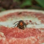 Calabrone in giardino con rimedi naturali per allontanarlo rapidamente.