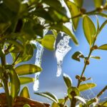 Arbusti in un giardino trascurato, evidenziando crescita eccessiva e potenziali danni.