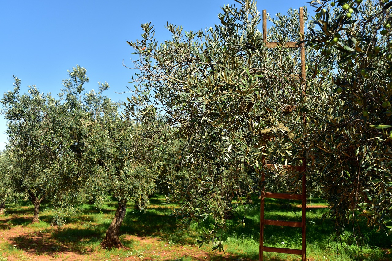 Uomo che pota un olivo in inverno, tecniche per aumentare la resa estiva delle olive.