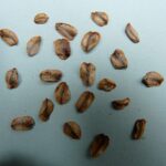 Semi in un vaso di terra, alcuni non germogliati, simbolo di problemi di crescita.