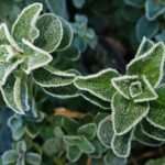 Giardino con piante aromatiche per allontanare i topi durante l'inverno.