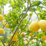 Concime ideale per limoni, mostra frutti dolci e succosi su rami verdi e rigogliosi.