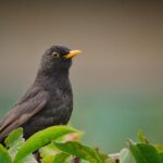 Merlo che si alimenta su un balcone con mangiatoia per uccelli in giardino.
