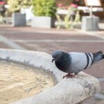 Riflesso di un vetro che scaccia piccioni in un ambiente urbano.