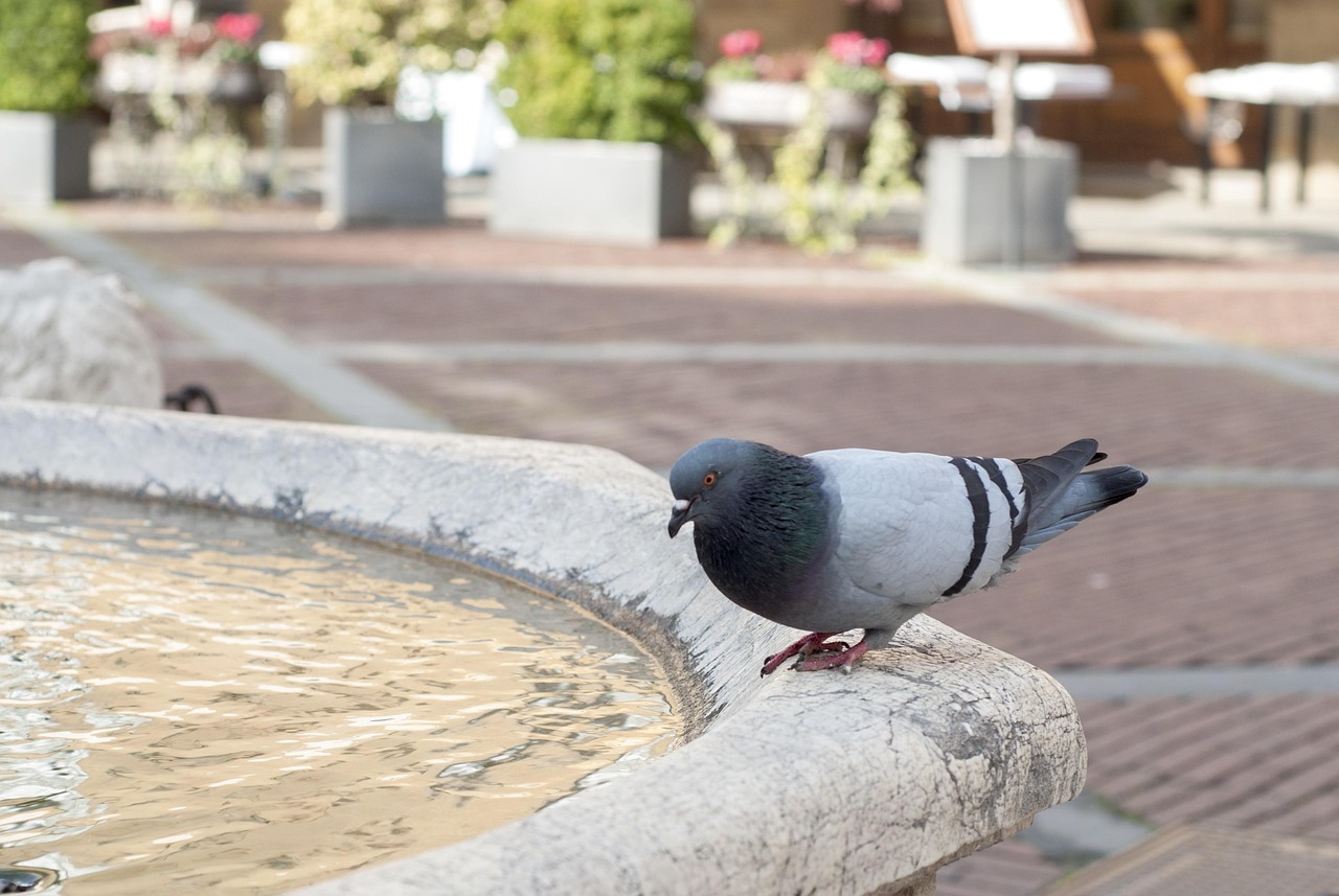Riflesso di un vetro che scaccia piccioni in un ambiente urbano.