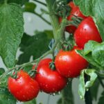 Pomodori in crescita sana con concime perfetto per una resa ottimale.