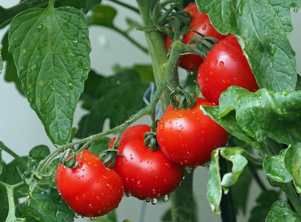 Pomodori in crescita sana con concime perfetto per una resa ottimale.