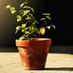 Vaso con strati di drenaggio e terriccio, ideale per la crescita sana delle radici.