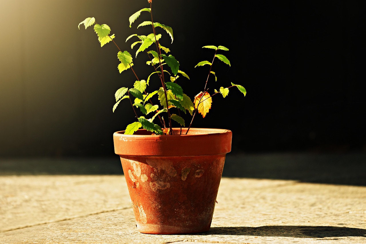 Piante da esterno in vaso esposte al sole diretto, mostrando segni di appassimento.