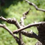 Vigna con tralci potati correttamente, evidenziando la corretta manutenzione per una migliore produzione.