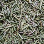 Rametto di rosmarino secco su sfondo naturale, simbolo di errore nella cura delle piante aromatiche.